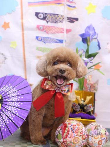 20240512フーちゃん